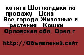 котята Шотландики на продажу › Цена ­ 5 000 - Все города Животные и растения » Кошки   . Орловская обл.,Орел г.